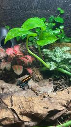 Diverse Gifkikkers, Dieren en Toebehoren, Reptielen en Amfibieën, Amfibie, 0 tot 2 jaar