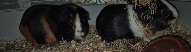 Cavia, Dieren en Toebehoren, Knaagdieren, Vrouwelijk, Cavia, Mei