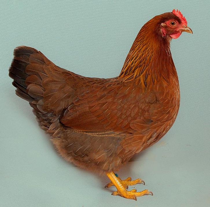 Welsumer kriel, Dieren en Toebehoren, Pluimvee, Kip, Meerdere dieren