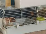 2 cavia’s incl 2 hokken., Cavia, Mannelijk, Januari, Tam