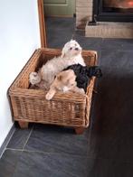 Maltipoo pups, Dieren en Toebehoren, Parvo, Nederland, Overige rassen, 8 tot 15 weken