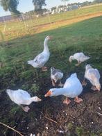 Jonge boerenganzen, Dieren en Toebehoren, Pluimvee, Meerdere dieren, Gans of Zwaan