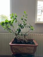 Ficus Ginseng Bonsai met Aardewerk Pot, Vaste plant, Bloeit niet, Halfschaduw, Ophalen