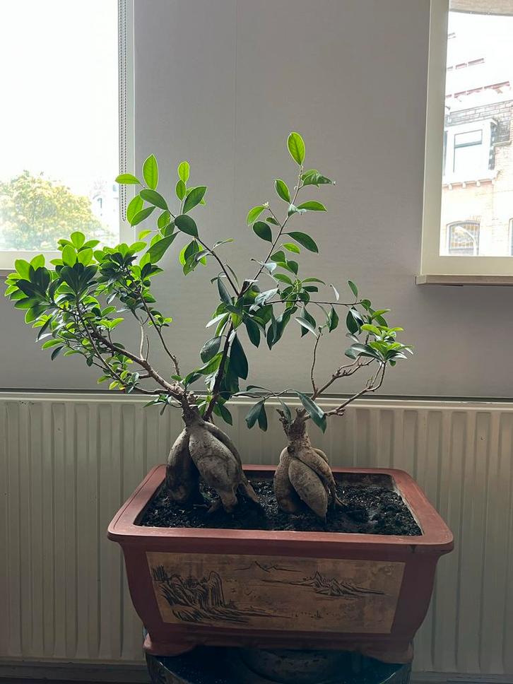 Ficus Ginseng Bonsai met Aardewerk Pot, Tuin en Terras, Planten | Tuinplanten, Vaste plant, Overige soorten, Halfschaduw, Bloeit niet