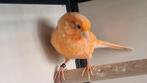 Kanarie pop, Dieren en Toebehoren, Vogels | Kanaries, Vrouwelijk, Kleurkanarie