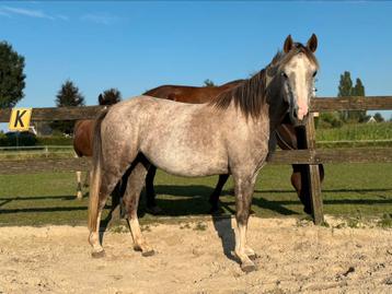 7 jarige D pony (merrie) te koop beschikbaar voor biedingen