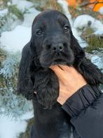 engelse cocker spaniel pups met stamboom, 8 tot 15 weken, Meerdere, Meerdere dieren, Spaniël