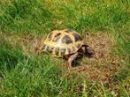 Russische vierteenschildpad te koop, Dieren en Toebehoren, Reptielen en Amfibieën, Met terrarium, 0 tot 2 jaar, Schildpad