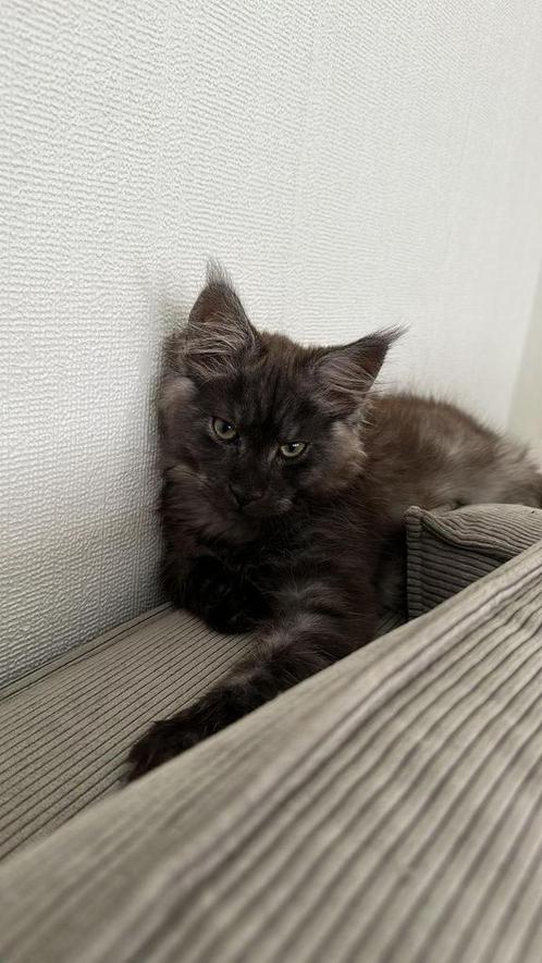 Maine coon, Dieren en Toebehoren, Katten en Kittens | Raskatten | Langhaar, Kater, 0 tot 2 jaar, Met stamboom, Gechipt, Ontwormd