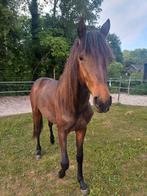 2 jarige hengst & jaarling mini hengstjes, Dieren en Toebehoren, Paarden, Gechipt, Minder dan 160 cm, 0 tot 2 jaar, Hengst