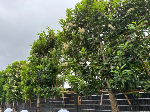 Leivorm portugese laurier beenelia Ziektevrij soort!, Tuin en Terras, Planten | Bomen, Ophalen of Verzenden