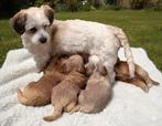 Pups van kennel de Hoeve, Nederland, Overige rassen, 8 tot 15 weken, Meerdere