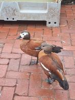 Koppels grijskop casarca.s  gezocht broedrijp  600 euro, Dieren en Toebehoren