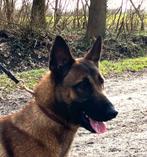 Mechelse herder teef (11 maand), 15 weken tot 1 jaar, Teef, Parvo, Eén hond