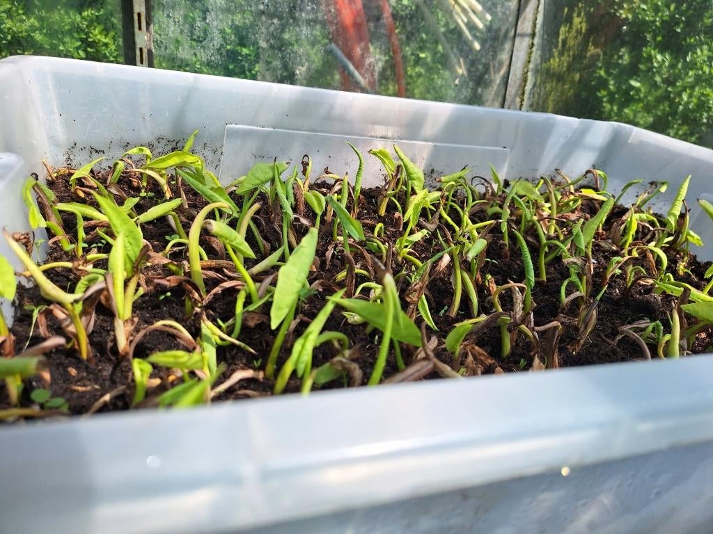 Surinaamse groente planten, Tuin en Terras, Planten | Tuinplanten, Volle zon, Eenjarig, Zomer, Ophalen