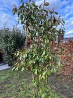Photinia fraseri Red Robin - glansmispel, Tuin en Terras, Planten | Bomen, Ophalen, Halfschaduw, Overige soorten, Lente
