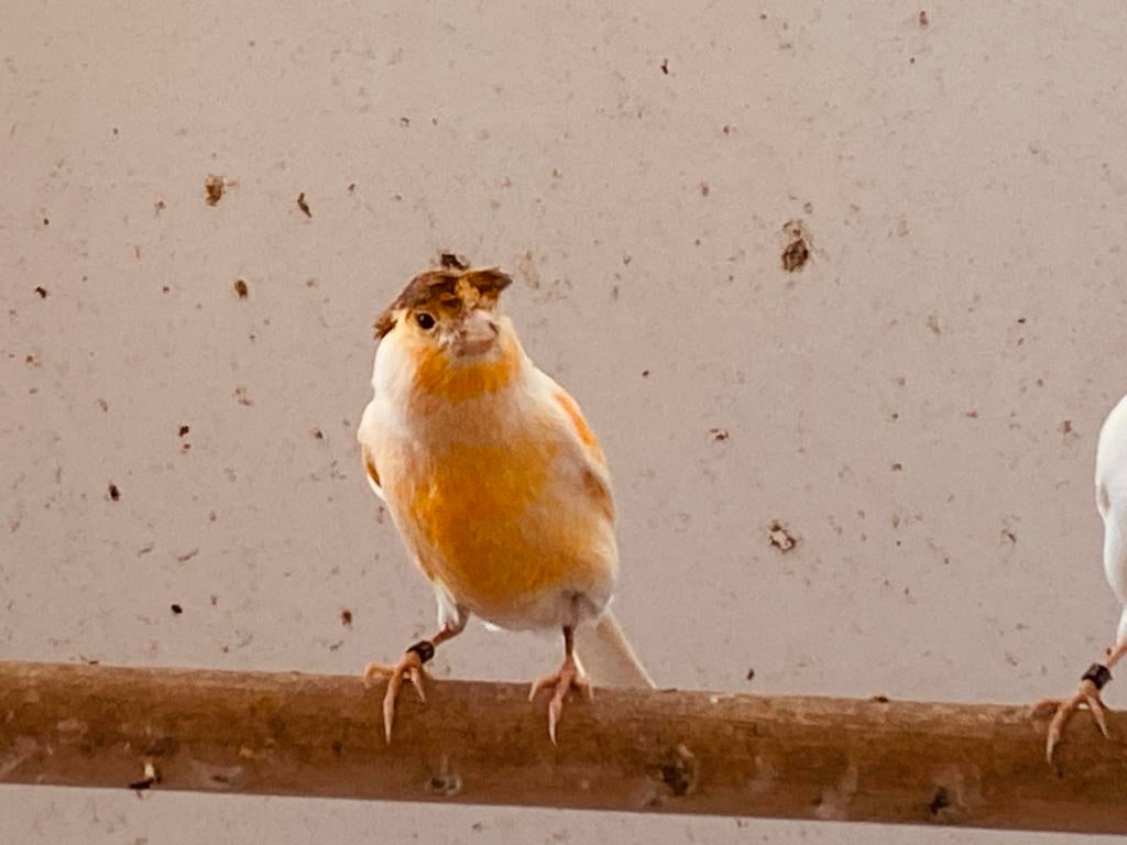Jonge Kanarie man, Dieren en Toebehoren, Vogels | Kanaries, Mannelijk, Zangkanarie
