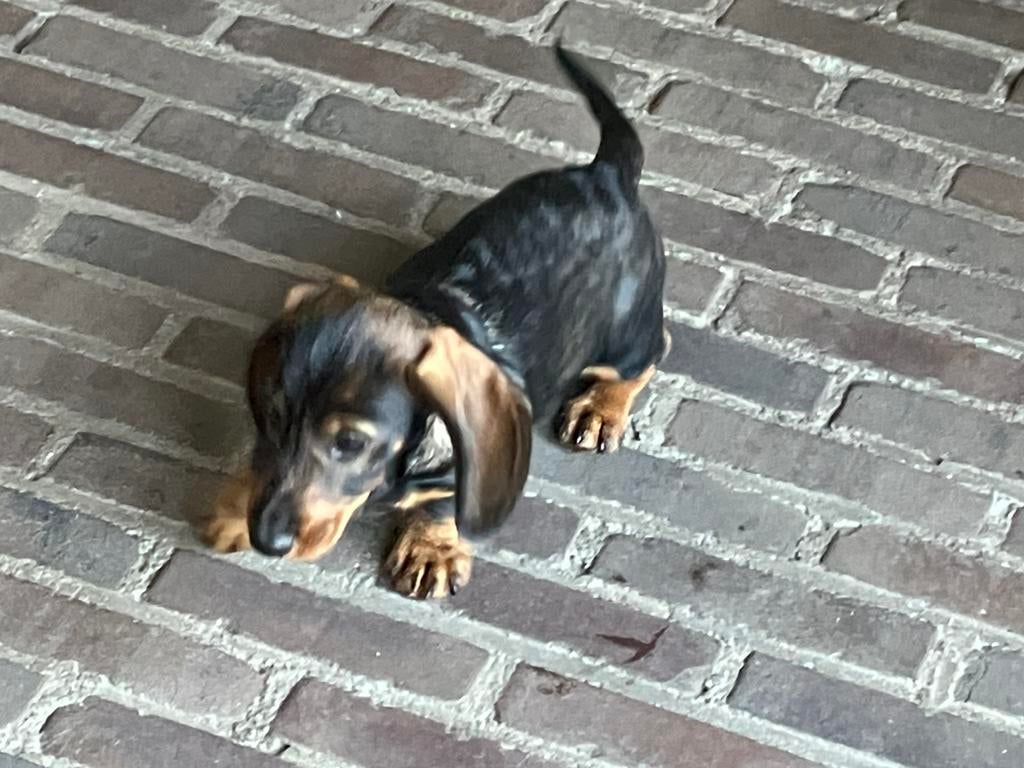 Prachtige ruwhaar dwerg teckel pups te koop🐾, Dieren en Toebehoren, Parvo, 8 tot 15 weken, Dwerg, Meerdere