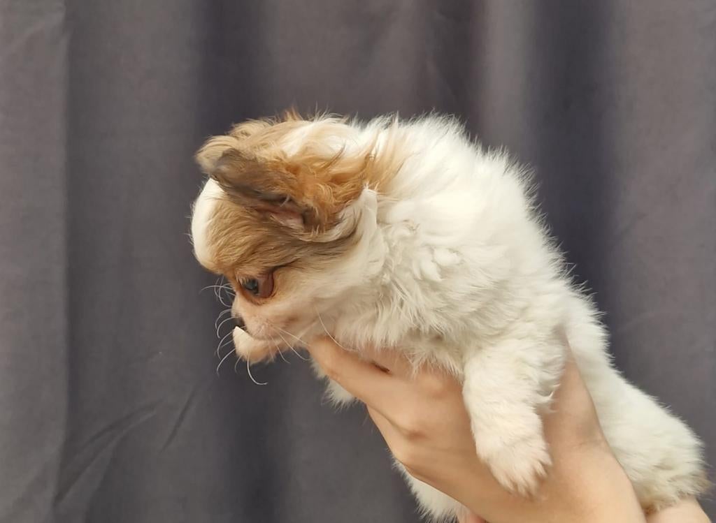 langharige chihuahua pup met raad van beheer stamboom, Dieren en Toebehoren, Honden | Chihuahua's en Gezelschapshonden, Parvo