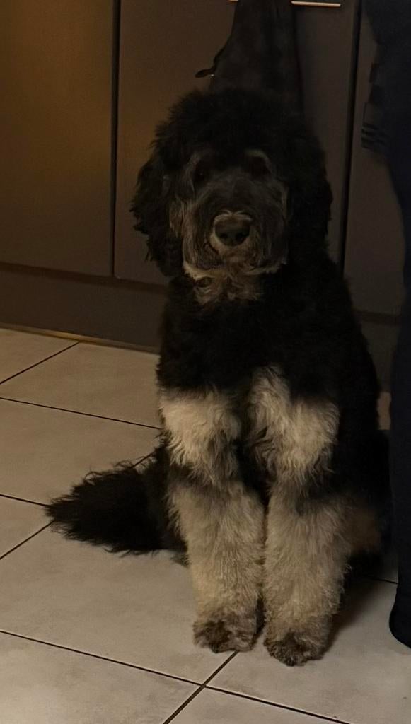 Labradoodle medium, Parvo, Overige rassen, Teef, Eén hond