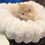 Britse korthaar kitten, Dieren en Toebehoren, Katten en Kittens | Raskatten | Korthaar, Poes, Ontwormd, 0 tot 2 jaar