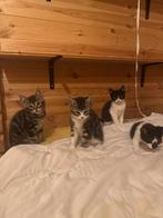 Vijf lieve kittens zoeken een warm thuis, Dieren en Toebehoren, Katten en Kittens | Overige Katten, Meerdere dieren