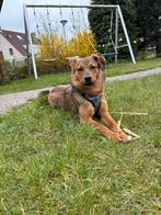 Ervaren hondenoppas gezocht (omgeving Kruiningen), Vacatures, Overige niveaus, Overige vormen