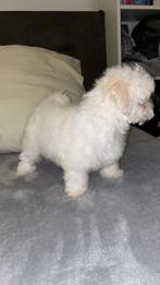 Maltipoo pupy teefje, Poedel, Parvo, 8 tot 15 weken, Teef