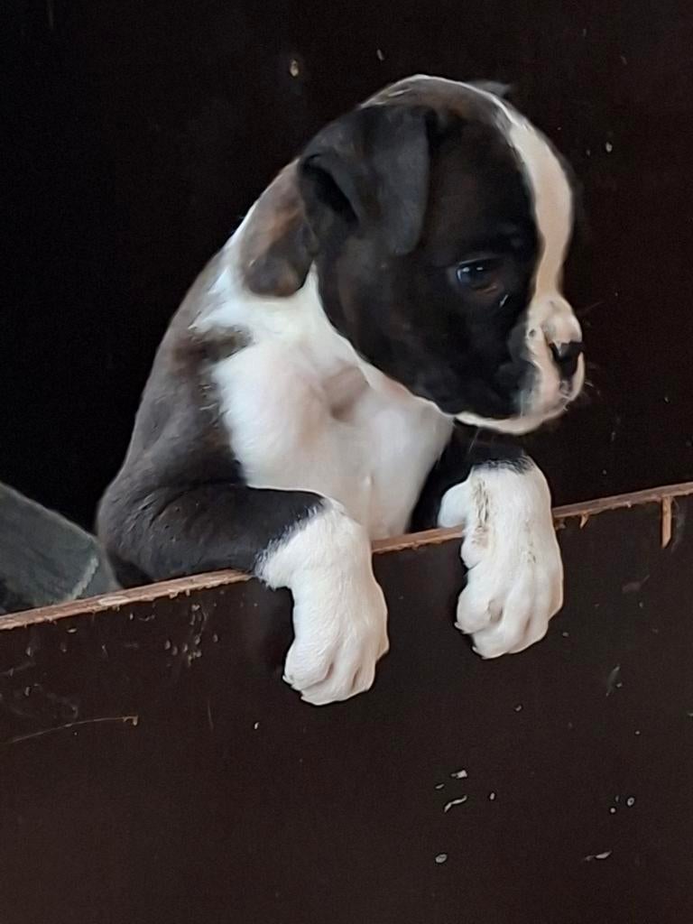 Boxer pup, Dieren en Toebehoren, Honden | Niet-rashonden, 8 tot 15 weken, Teef, Parvo, Meerdere
