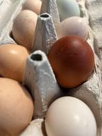 Verse kippeneitjes, Ophalen of Verzenden