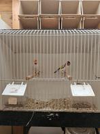 Koppel Majoor putter, Mannelijk, Wildzangvogel