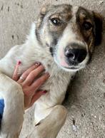 KIRA, ZACHTAARDIG MENSGERICHT, TEEFJE,  VERDIENT WARME MAND, Particulier, Buitenland, Teef, Parvo