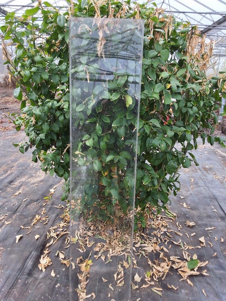 Glasplaat voor o.a. hobbykas, Ophalen, Glas, Gebruikt, Aluminium