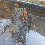 Witte waterlelie - mag weg i.v.m. opruimen vijver, Ophalen