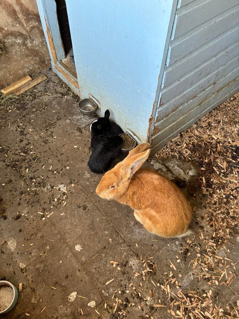 Jonge Duitse Reuzen, Dieren en Toebehoren, Konijnen, Meerdere dieren, Groot, 0 tot 2 jaar