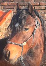 Super bewegende 2 jarige welsh, Dieren en Toebehoren, Pony's, Met stamboom, 0 tot 2 jaar, Hengst, C pony (1.27m tot 1.37m)