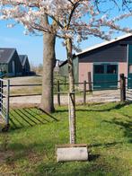 Gazonwals/tuinwals, Ophalen, Gebruikt