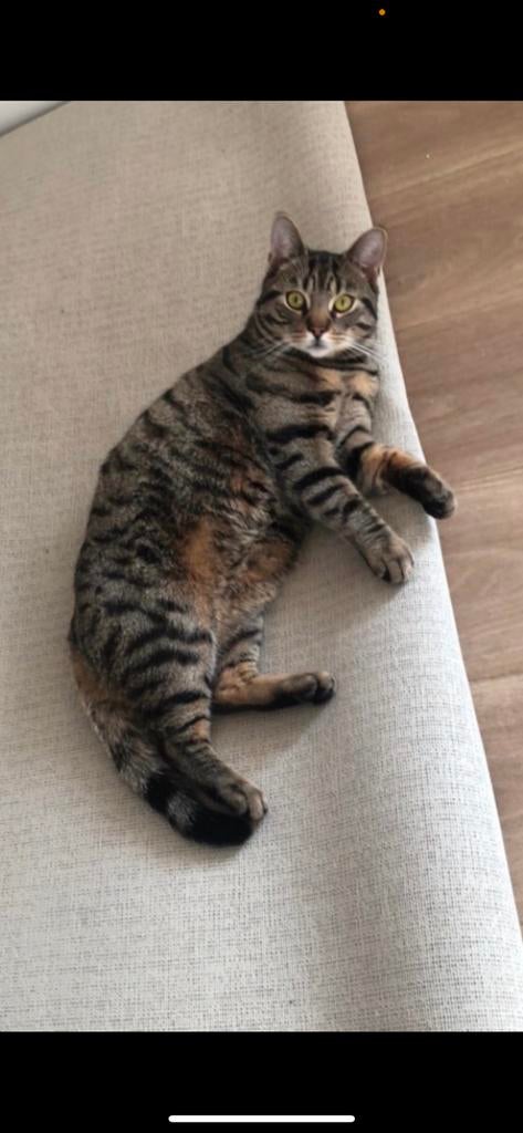 kat vermist in renkum, Kat