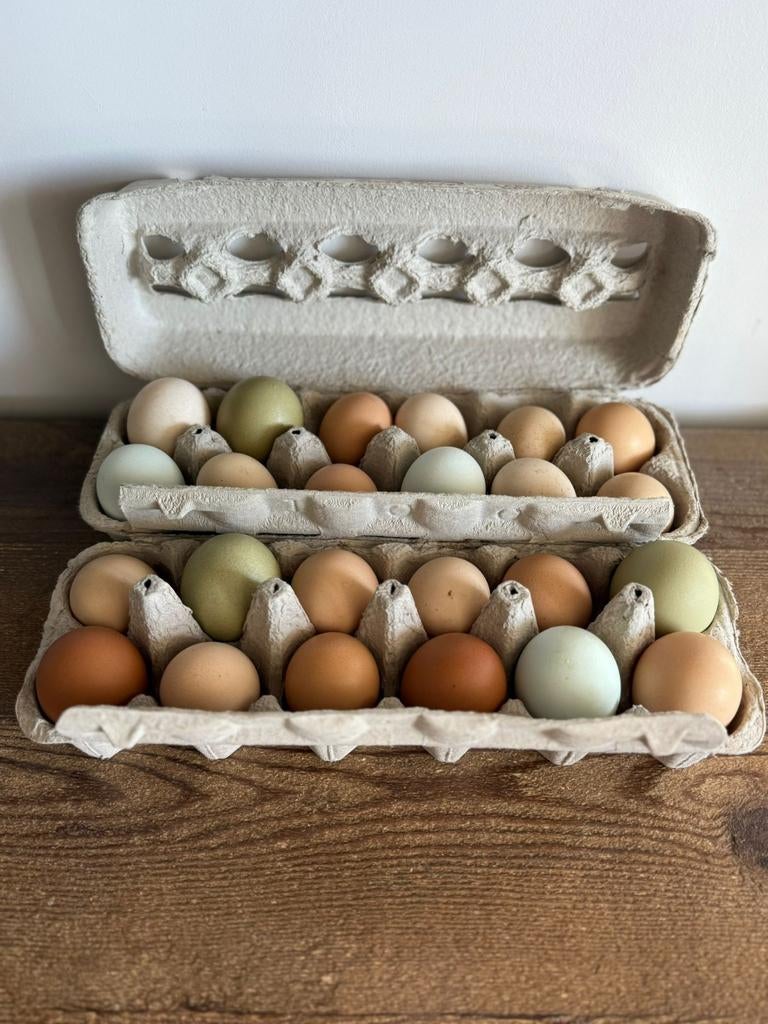 BROEDEIEREN eastereggers/groenleggers, Dieren en Toebehoren, Pluimvee | Toebehoren, Ophalen of Verzenden