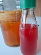 SCOBY - Kombucha, Ophalen