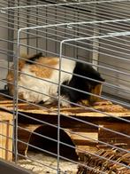 2 vrouwelijke cavia’s, Cavia, Juli, Vrouwelijk, Tam