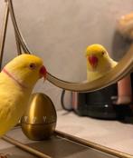 Halsband parkiet, Dieren en Toebehoren, Vogels | Parkieten en Papegaaien, Mannelijk, Parkiet