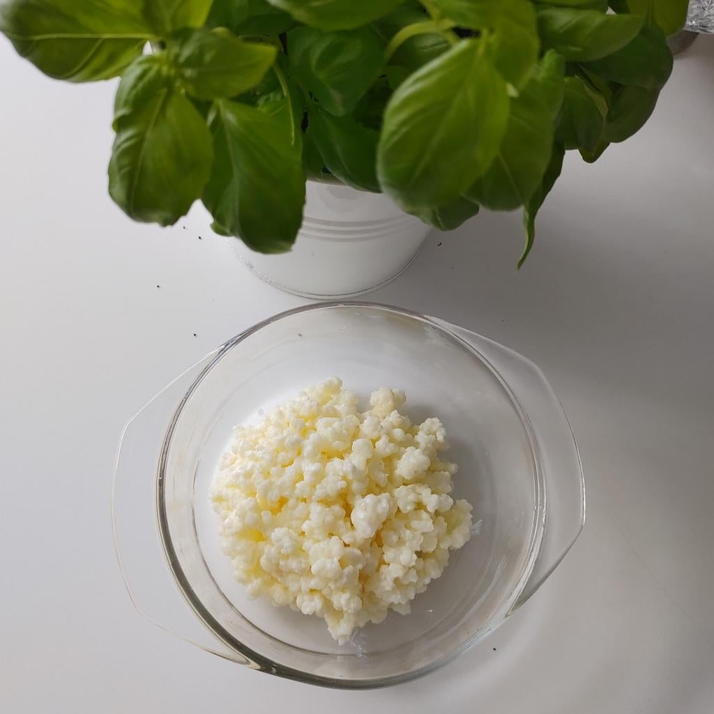 (Gratis) Melk Kefir korreltjes, 50 gram, Ophalen