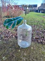 Grote Glazen Mandfles / Carboy, Huis en Inrichting, Woonaccessoires | Vazen, Ophalen, Gebruikt, Overige kleuren, 50 tot 75 cm