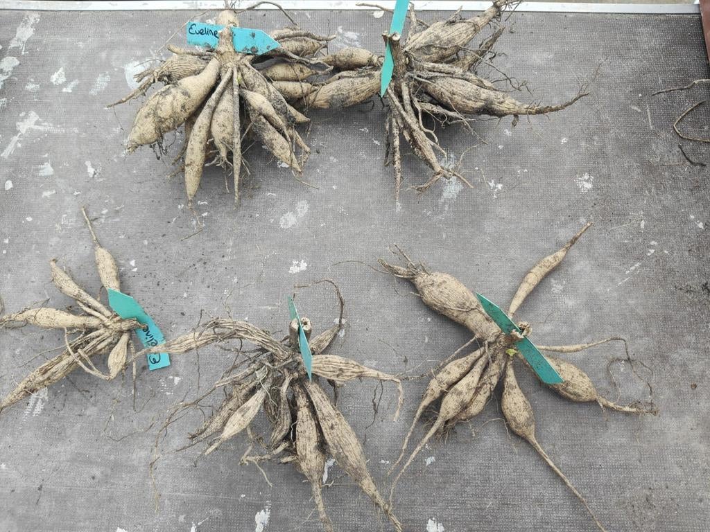 Dahlia Eveline, Tuin en Terras, Bloembollen en Zaden, Knol, Volle zon, Ophalen of Verzenden