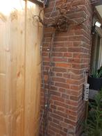 Aude druif plant ( 25 jaar aud), Tuin en Terras, Planten | Fruitbomen, Ophalen, Lente, Overige soorten, Volle zon