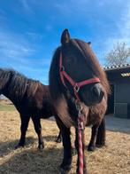zwarte shetlander, Merrie, Met stamboom, Niet van toepassing, A pony (tot 1.17m)