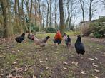 Broedeieren voor olijflegger Auracana/Cream legbar x Marans, Dieren en Toebehoren, Geslacht onbekend, Kip