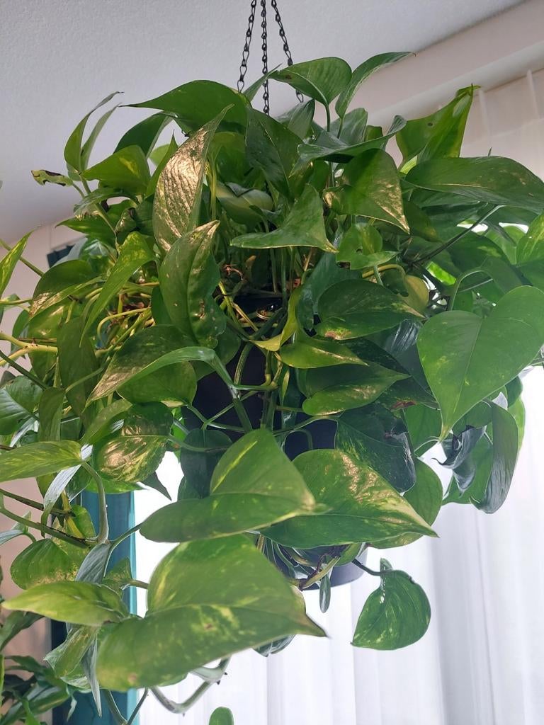 Scindapsus Aureum: Luchtzuiveraar in Hangpot, Ophalen, Halfschaduw, Minder dan 100 cm