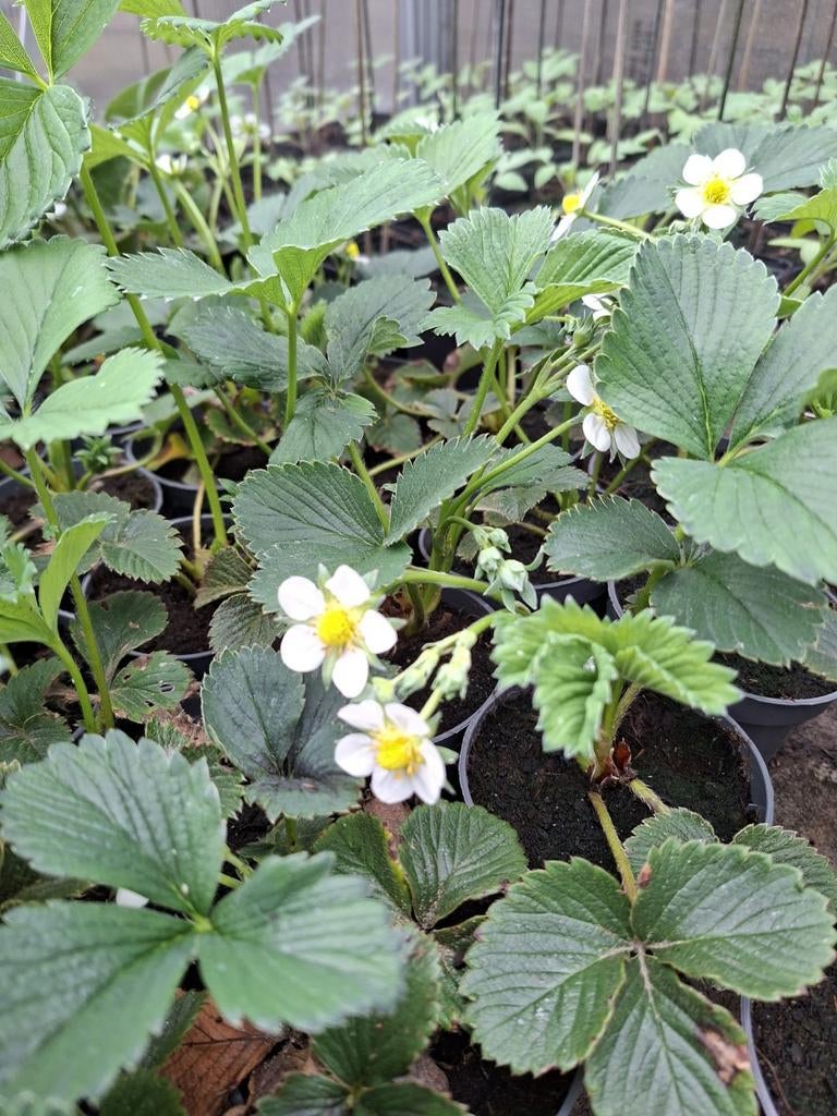 Aardbeien plantjes te koop, Tuin en Terras, Ophalen, Eenjarig, Volle zon
